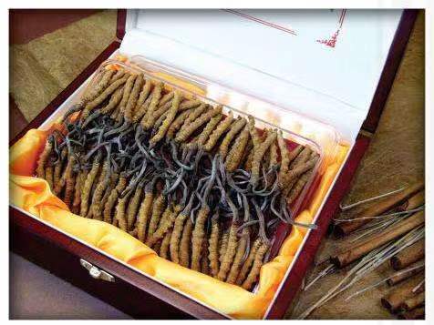 通河冬虫夏草回收